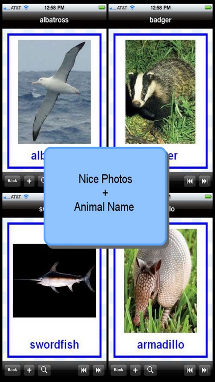 Animal Flashcard