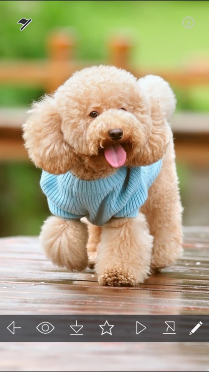 Cute Puppy Wallpapers - Little Dog's Paws Images