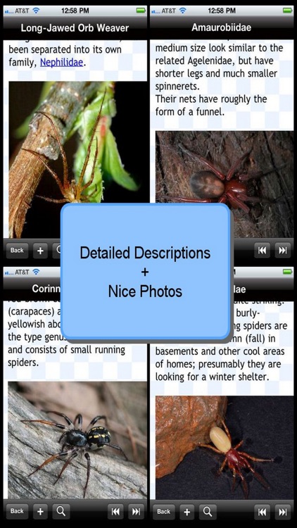 Spider Bible