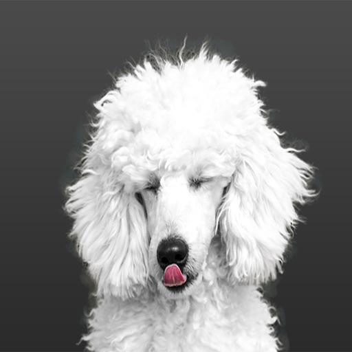 Poodle Stickers icon