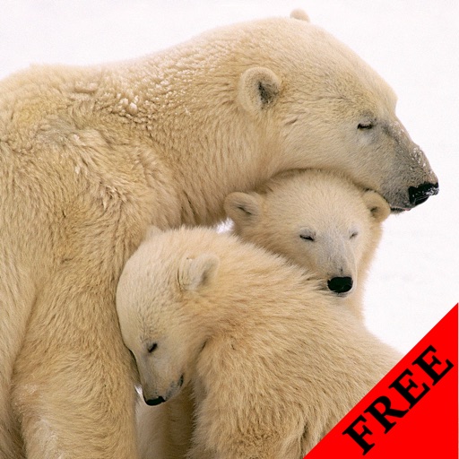 Polar Bear Video and Photo Galleries FREE