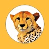 African Wild Animal Stickers