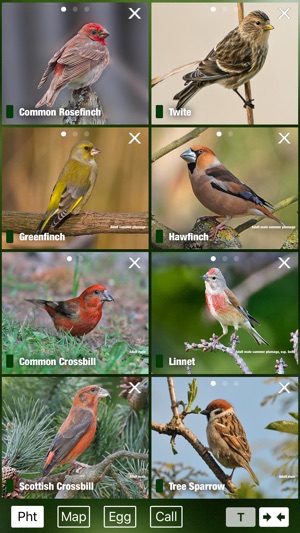 Birds of Great Britain - a Sunbird field guide(圖2)-速報App