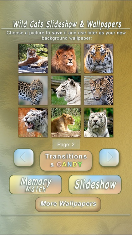 Wild Cats Slideshow & Wallpapers screenshot-4