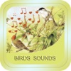 Icon Bird Soundx
