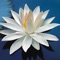 Tao Te Ching or Dao De Jing