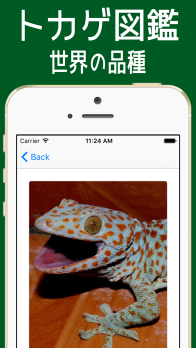 とかげ図鑑 世界の品種 =トカゲ125種類= screenshot1
