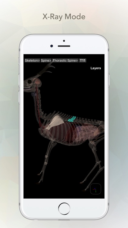 Deer Anatomy screenshot-4