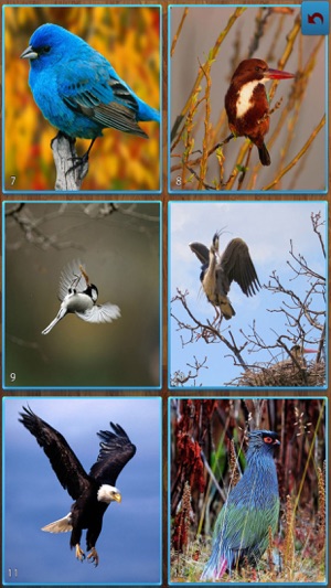 Birds Jigsaw Puzzles - Titan(圖3)-速報App