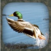 Icon Duck Hunting Calls
