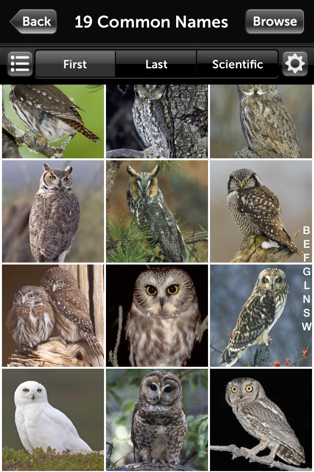 Audubon Owls Guide screenshot 2