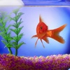 GoldFish Pets, Golden Fish Wallpapers & Pictures