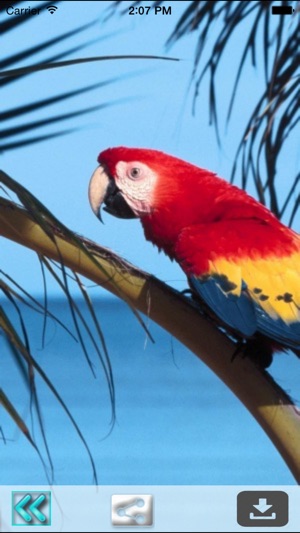 Parrot Wallpapers(圖4)-速報App