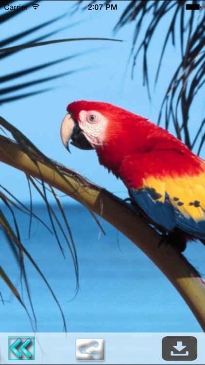 Parrot Wallpapers screenshot-3