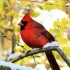 Cardinal Bird Songs