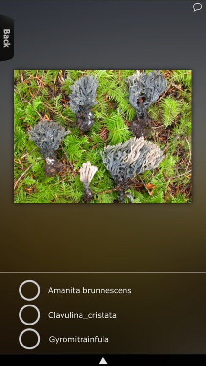 Mushrooms Encyclopedia