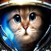 Cats in the Space