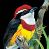 Birds of Peru - Birds In The Hand, LLC