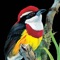 Icon Birds of Peru