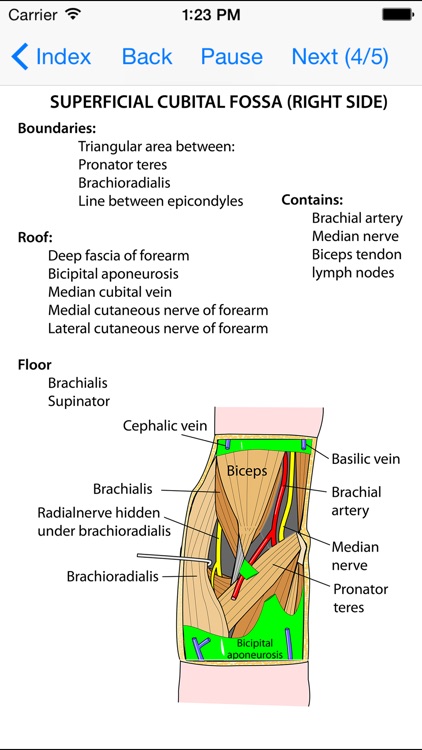 Anatomy Lectures Limbs screenshot-4