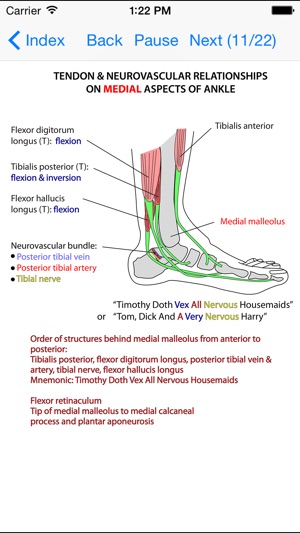 Anatomy Lectures Limbs(圖4)-速報App