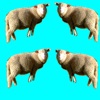 iSheep icon