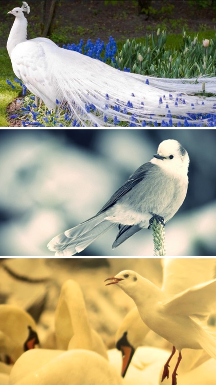 Birds Wallpapers - Beautiful Birds Pictures in HD screenshot-3