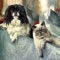 Cats & Dogs Breeds is a great collection with the most beautiful photos and with interesting detailed info