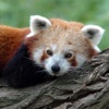 Red Panda Fetish - View cute red pandas every day!