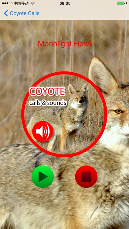 coyote sounds hunting