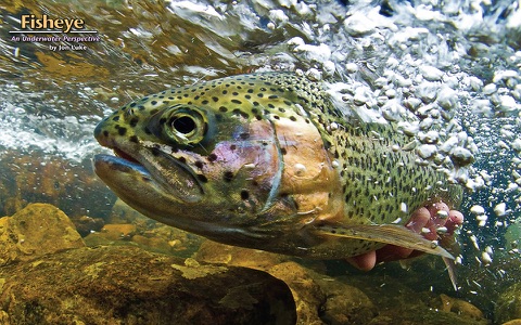 Southwest Fly Fishing screenshot 2