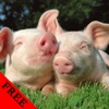 Pig Video and Photos Gallery FREE