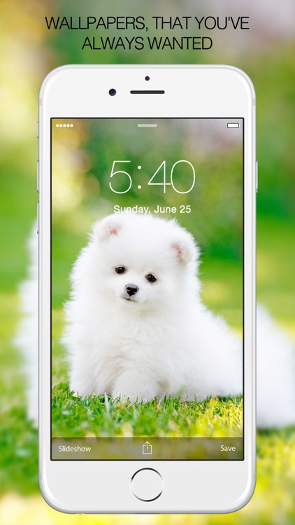 Puppy Wallpapers – Cute Puppy Pictures & Images by Rise Up Labs