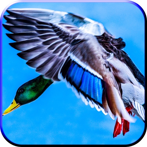 2016 Duck Shooting  Pro - Shotgun Hunter Season Shoot African Birds Pro icon