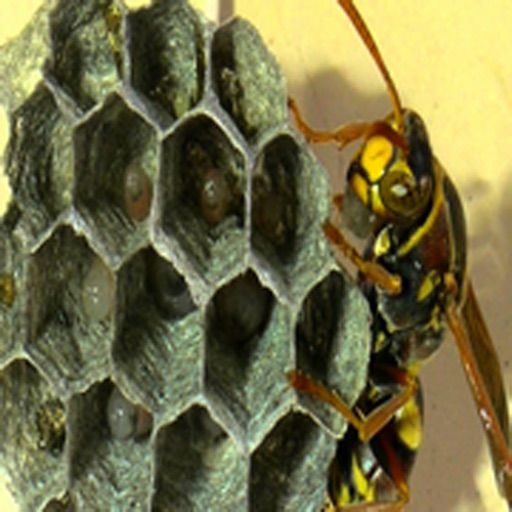How To Get Rid Of Wasps