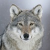 Wolfs Premium Photos and Videos