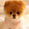 Several cute puppy wallpapers to choose from in this app