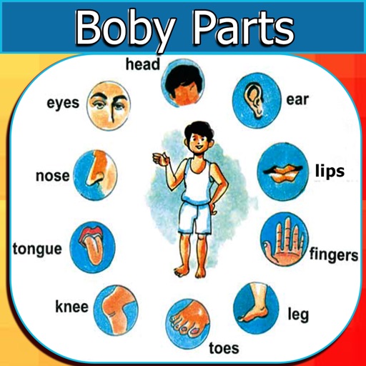 Human Body Parts by Syed Hussain