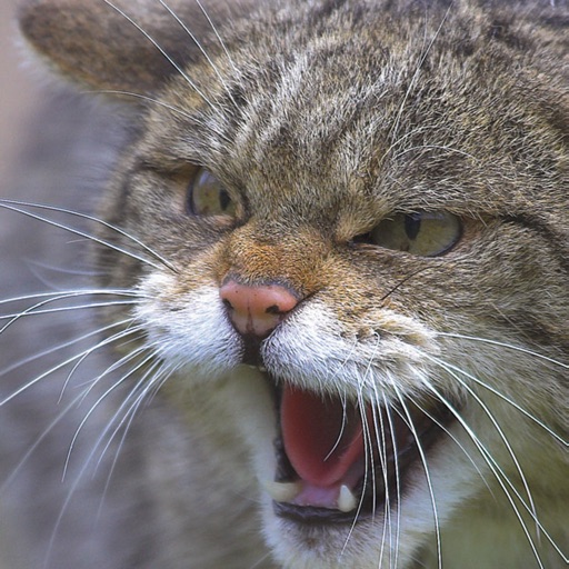 Cairngorms Wildlife icon