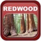 An Ultimate Comprehensive guide to Redwood National Park