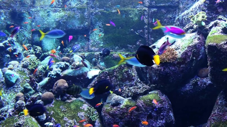 Real Aquariums HD