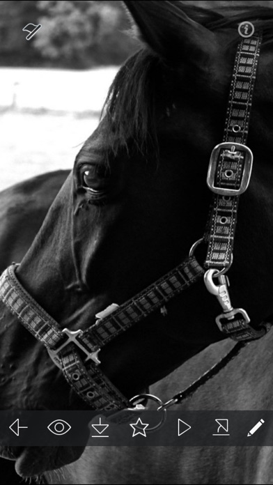 Horses And Riders Wallpaper Free Stock Photo - Public Domain Pictures