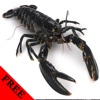 Lobster Video and Photo Galleries FREE