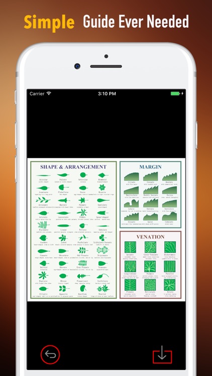 Plant Identification Glossary-Terminology Study