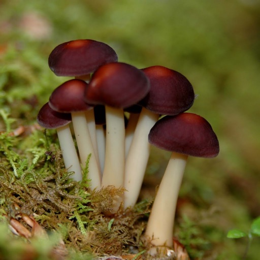 Mushrooms Encyclopedia icon