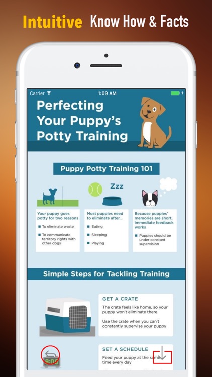 Puppy Training for Beginner Guide - Training Tips