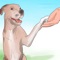 Want to DIY learn ALL about Puppy Training and tips