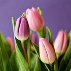 Tulip Wallpapers