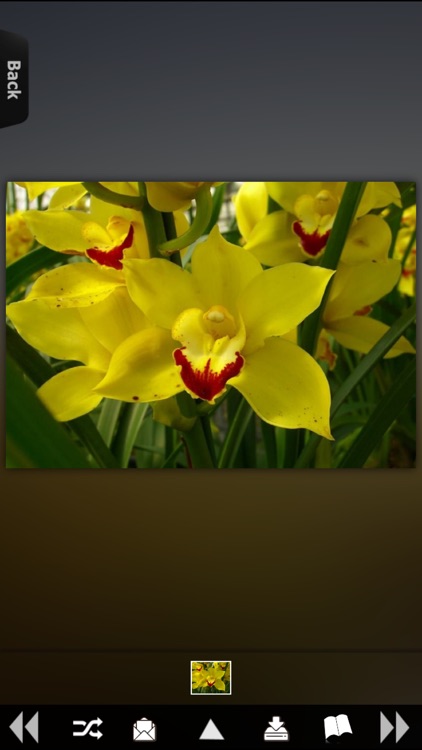 Flower Collection HD