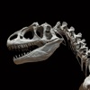 Paleontology Glossary: Cheatsheet with Study Guide